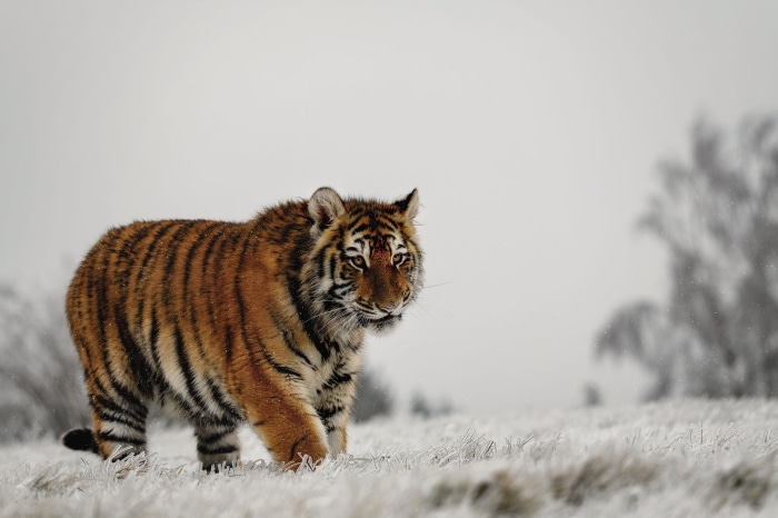 Tiger walking in the snow