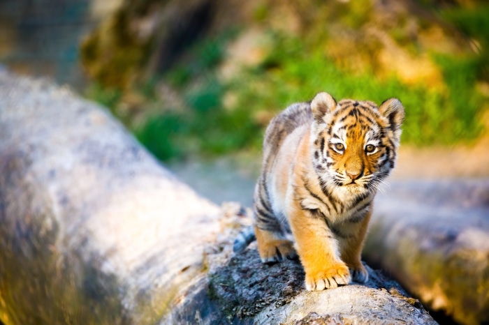 Baby tiger cub walking on a log