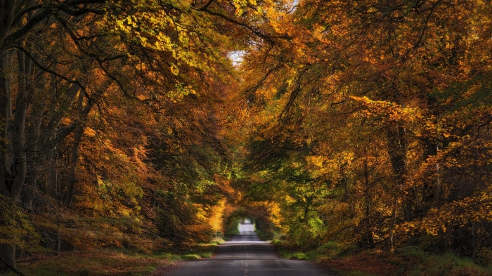 Road through autumn forest