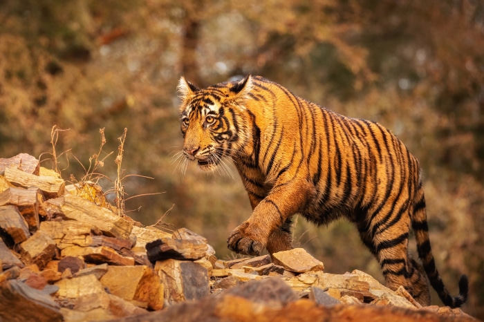 Tiger walking on rocks 4K