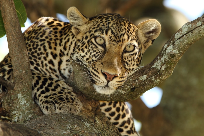 Leopard resting on a tree branch in 4K