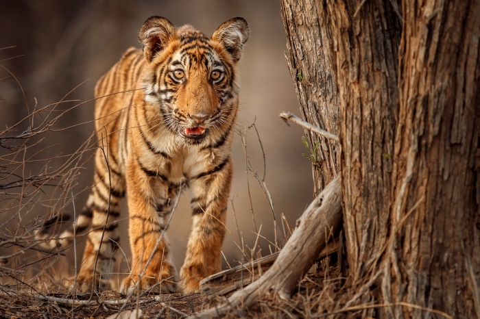 Tiger cub walking near a tree