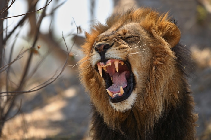 Lion yawning with sharp teeth