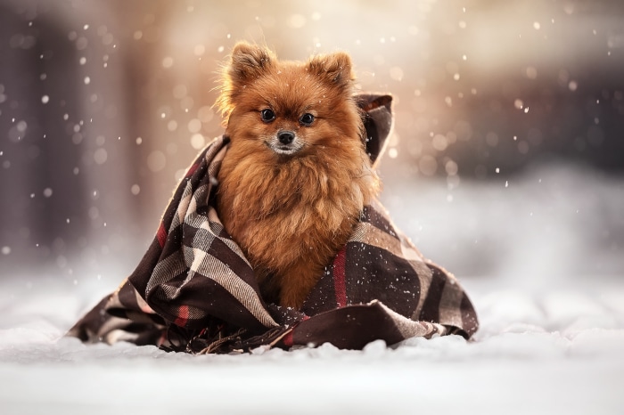 Pomeranian dog wrapped in a blanket in the snow