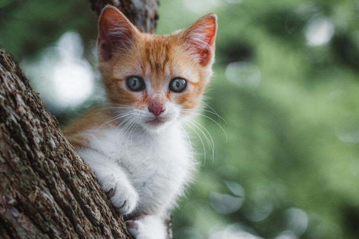 Orange and white kitten on a tree