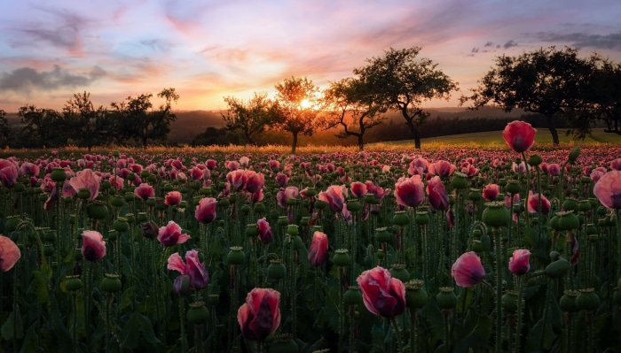 Field of Pink Poppies at Sunset