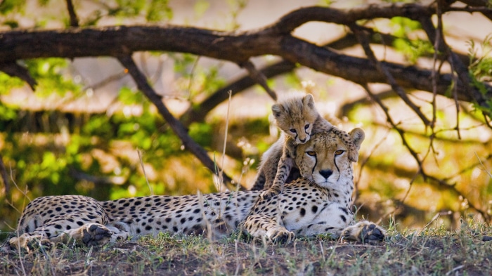 Mother cheetah and cub in Maasai Mara, Kenya