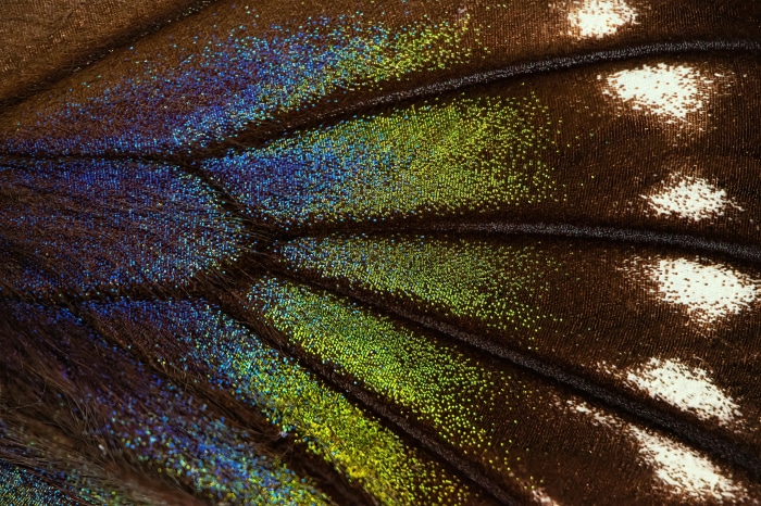Macro shot of a colorful butterfly wing