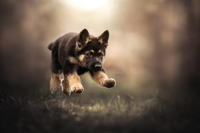 German Shepherd puppy running in grass