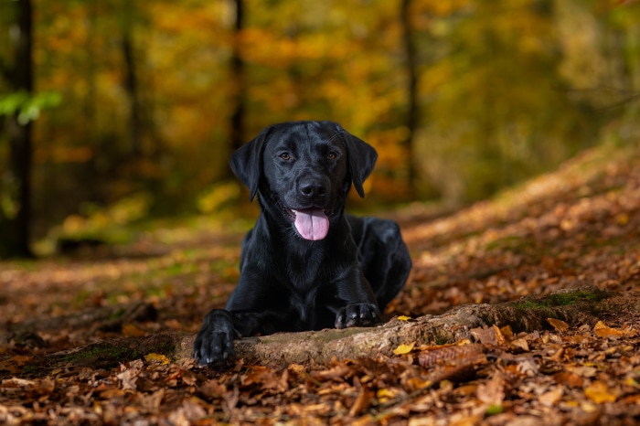 Black Labrador dog lying in autumn forest