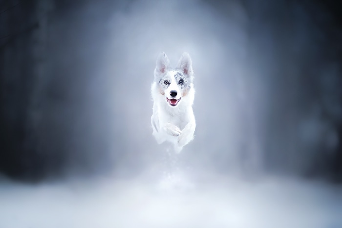 Happy Border Collie Dog in Winter