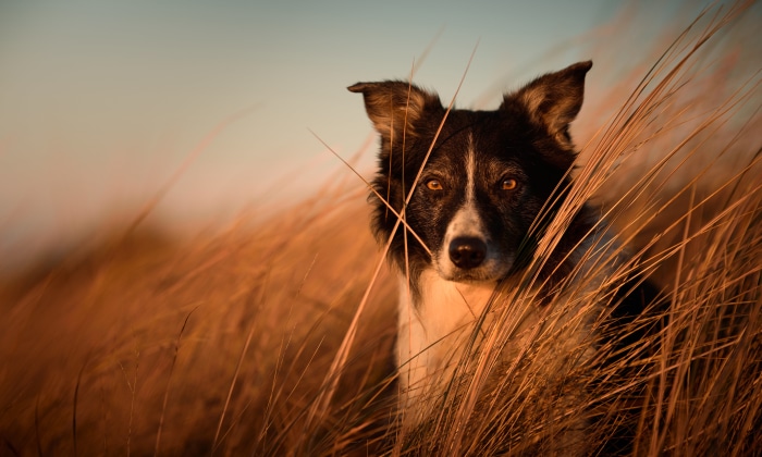 Border Collie in tall grass
