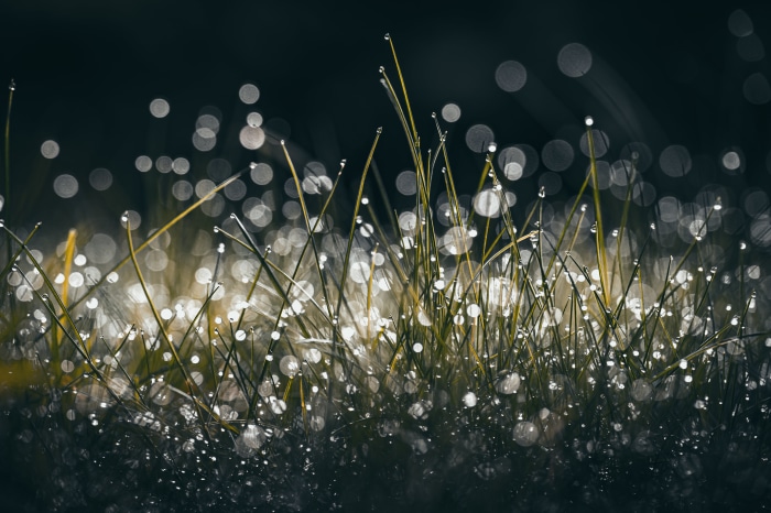 Grass with water droplets and bokeh