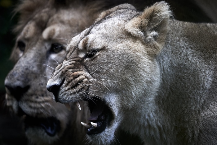 Lioness and Lion by Oliver Zillich
