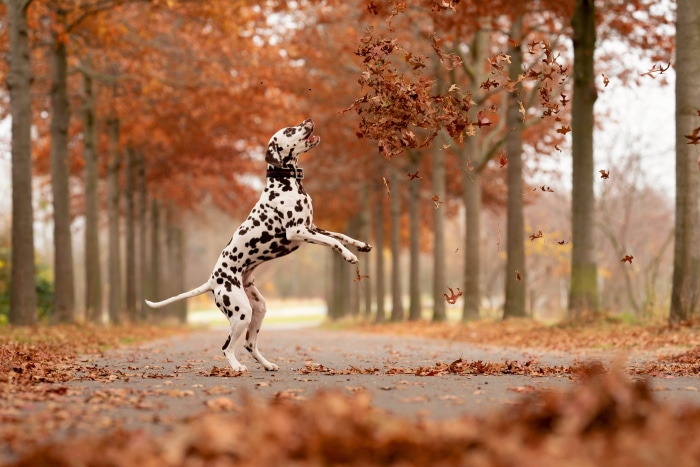 Dalmatian jumping in fall leaves
