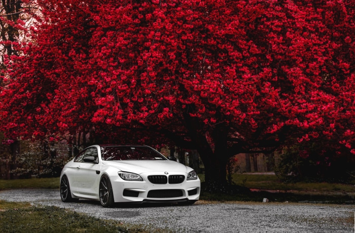 White BMW M6 Coupe under a Red Tree 4K