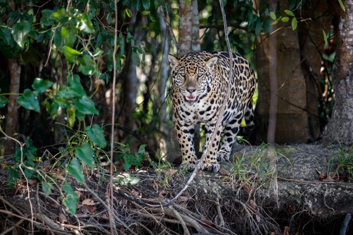 Jaguar in the Amazon Rainforest 4K