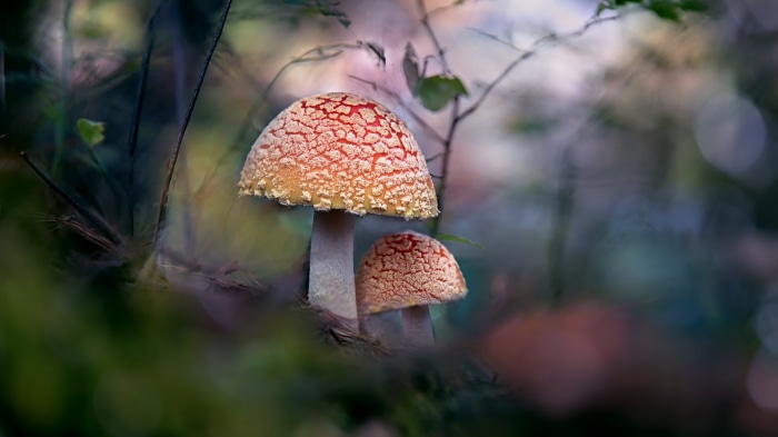 Two red and white mushrooms in a forest