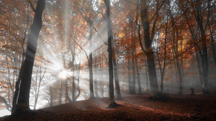 Sunbeams filtering through autumn forest trees