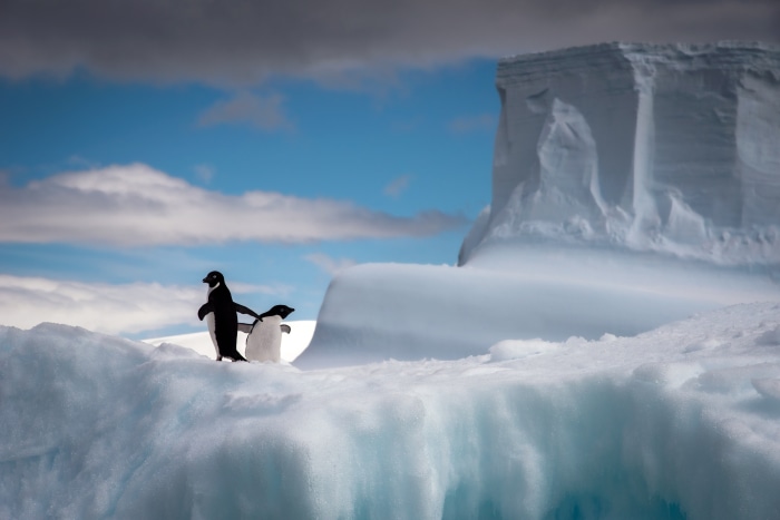 Two penguins on an icy landscape