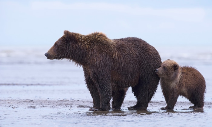 Mother and cub bear on a beach