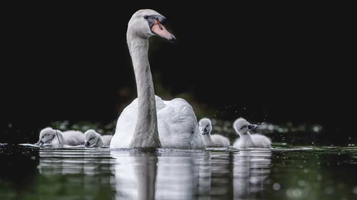 Mother Swan and Cygnets Swimming in Water