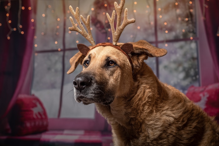 Dog wearing reindeer antlers