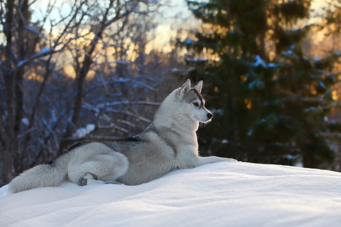 Husky dog lying in the snow during sunset