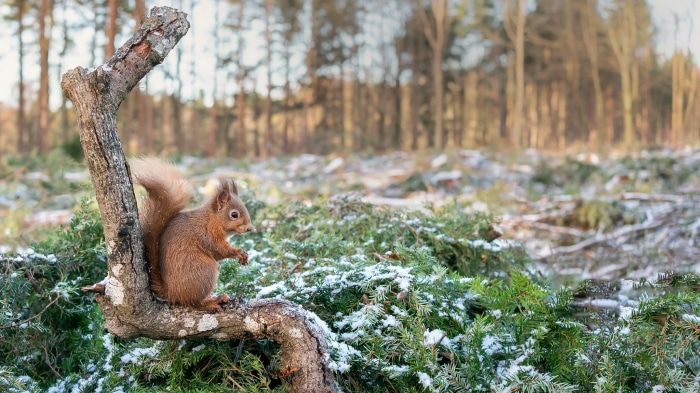 Red squirrel on a branch in a snowy forest