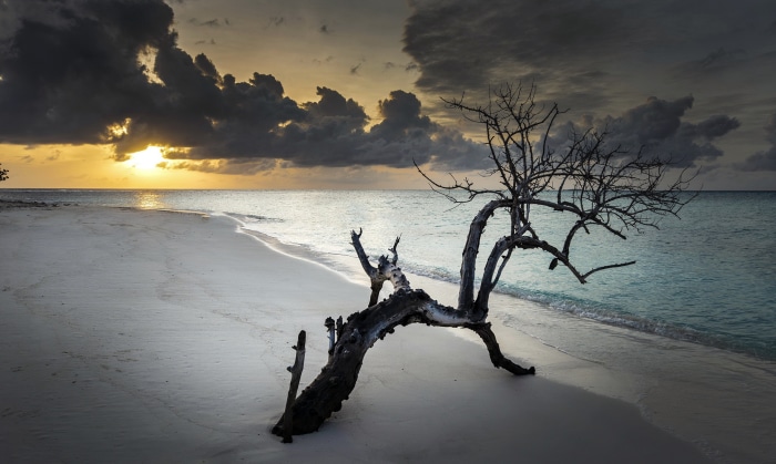 Dead tree on a beach at sunset