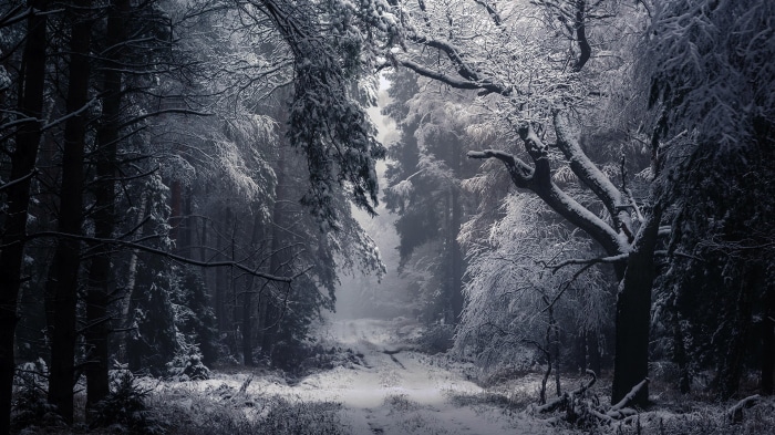 Snowy forest path in winter
