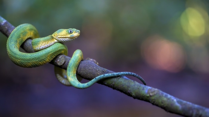 Green Bush Viper coiled on a branch
