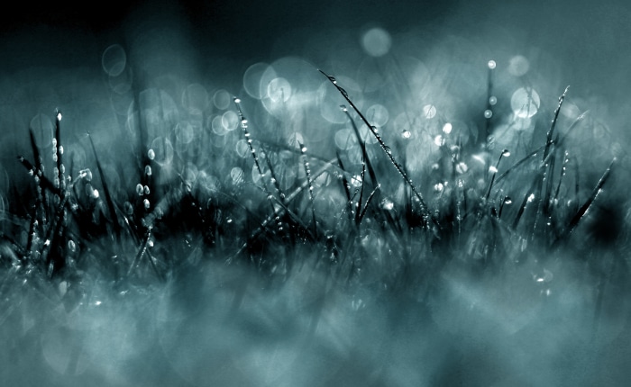 Dewdrops on grass with bokeh
