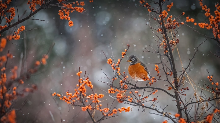 American robin perched on a branch with orange berries