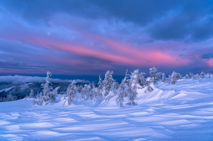 Winter snow-covered trees at sunset