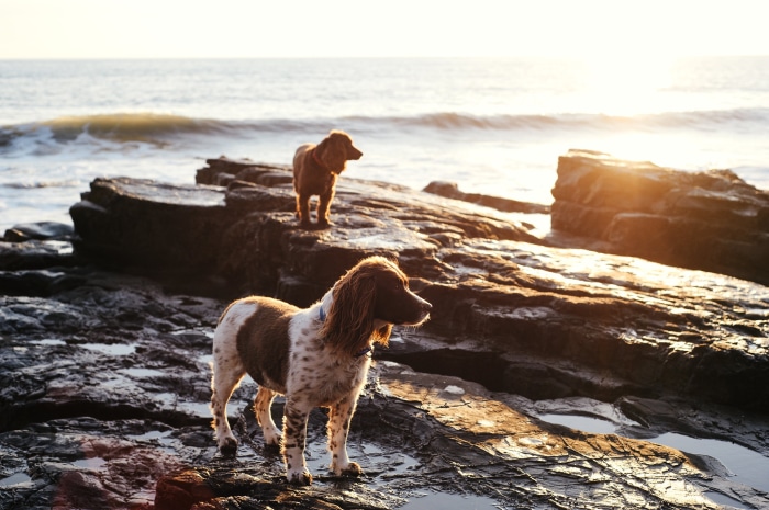 Two dogs on a rocky beach at sunset