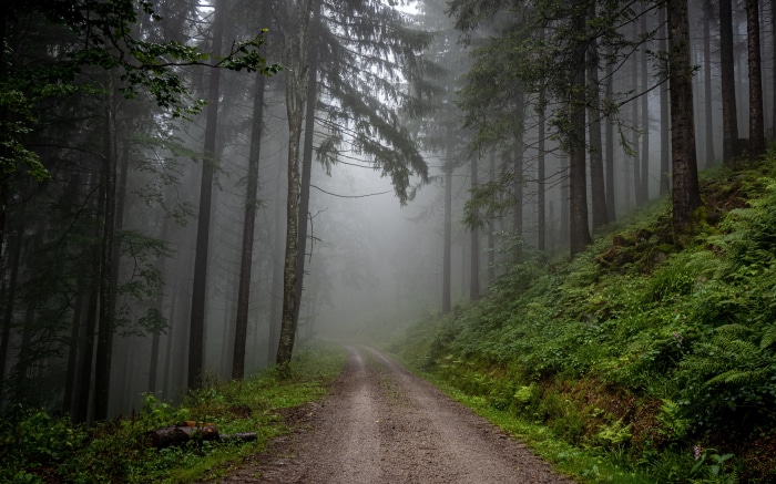 Misty forest road in Schwarzwald, Germany