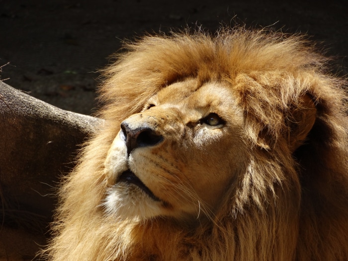 Lion looking up with intense gaze