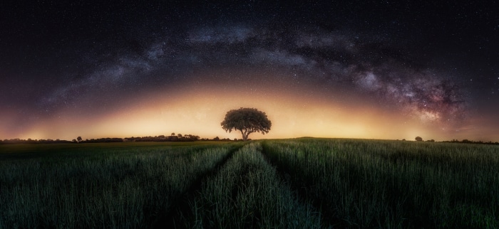 Lone tree under the Milky Way in a field