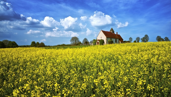 Church in a field of yellow flowers