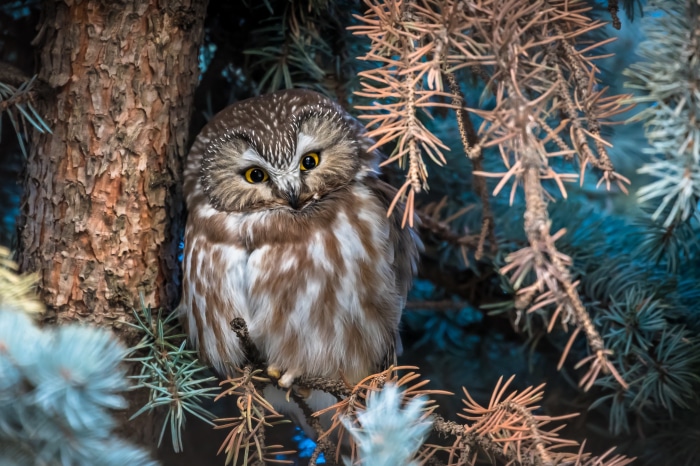 Boreal Owl perched on a tree branch