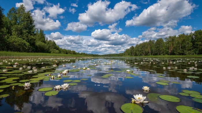 Lake with Water Lilies and Clouds