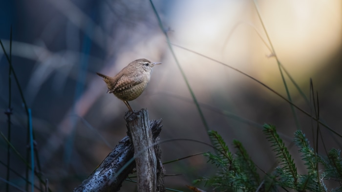 Wren perched on a wooden post