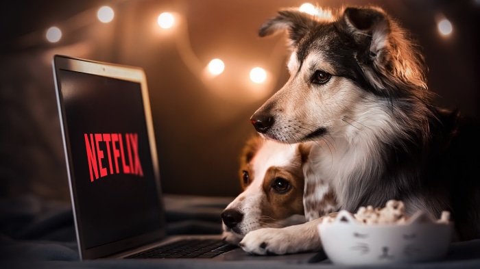 Two dogs watching Netflix with popcorn