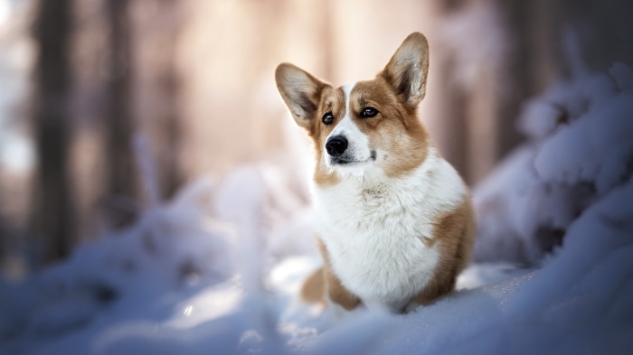 Pembroke Welsh Corgi sitting in the snow