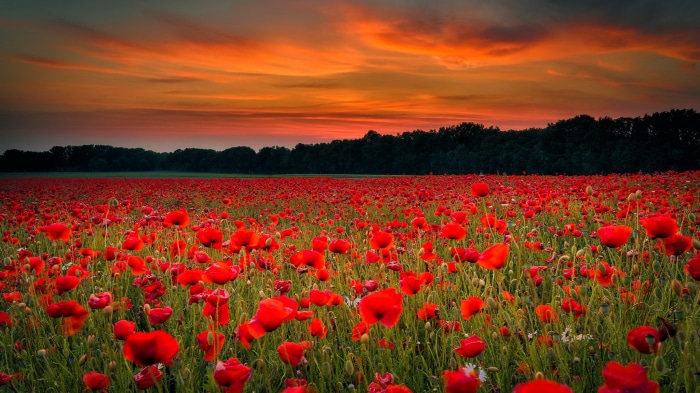 Field of red poppies at sunset