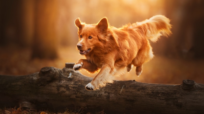Golden retriever dog jumping over a log