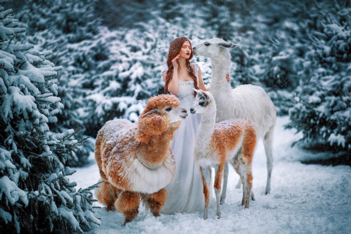 Woman with Llamas and Alpaca in Snowy Forest