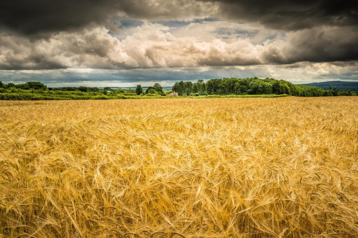 Golden wheat field under stormy clouds