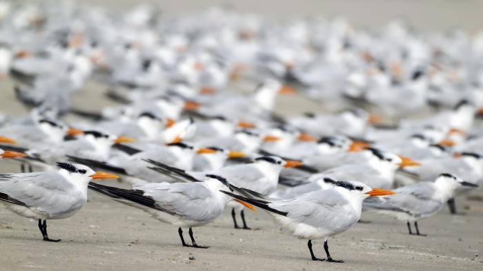 A large flock of Royal Terns on a sandy beach